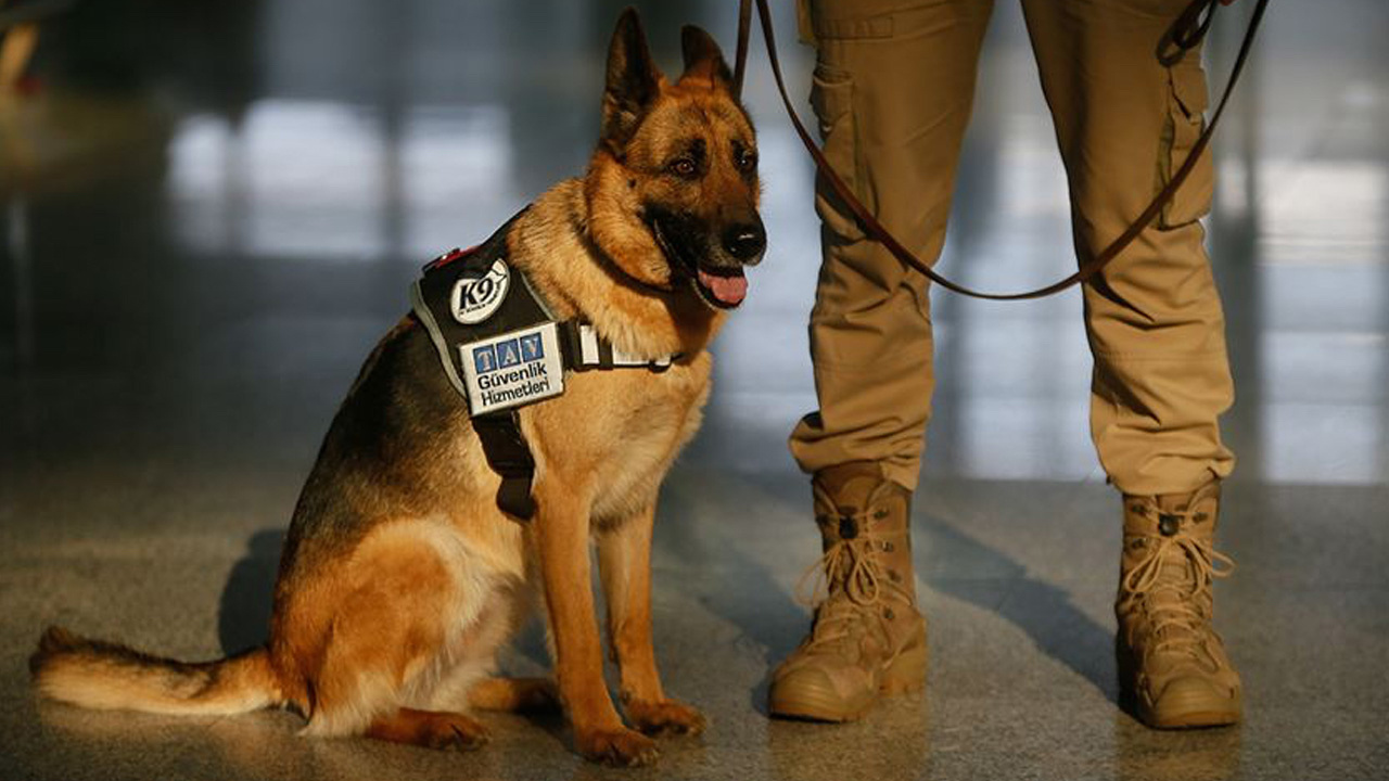 AVM'lerde stadlarda, havalimanlarında K9 köpekleri koklayarak koronavirüslüyü bulacak!