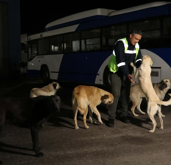 Ankara'da EGO şoförü Yasef Demir, sokak köpeklerinin abisi oldu! Topladığı yemeklerle 150 köpeğe bakıyor