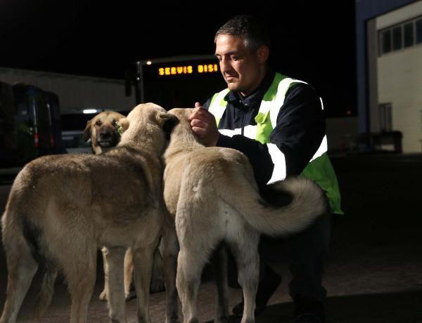 Ankara'da EGO şoförü Yasef Demir, sokak köpeklerinin abisi oldu! Topladığı yemeklerle 150 köpeğe bakıyor