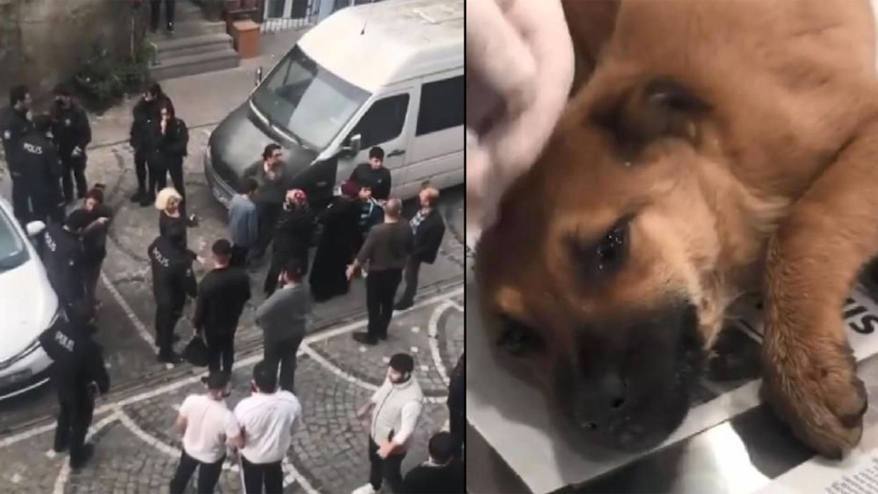 İstanbul Fatih'te yavru köpeğe tecavüz! Barınak yöneticisi açıkladı