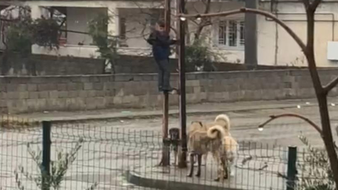 Kahramanmaraş'ta küçük çocuğa 4 sokak köpeği saldırdı! Canını zor kurtardı