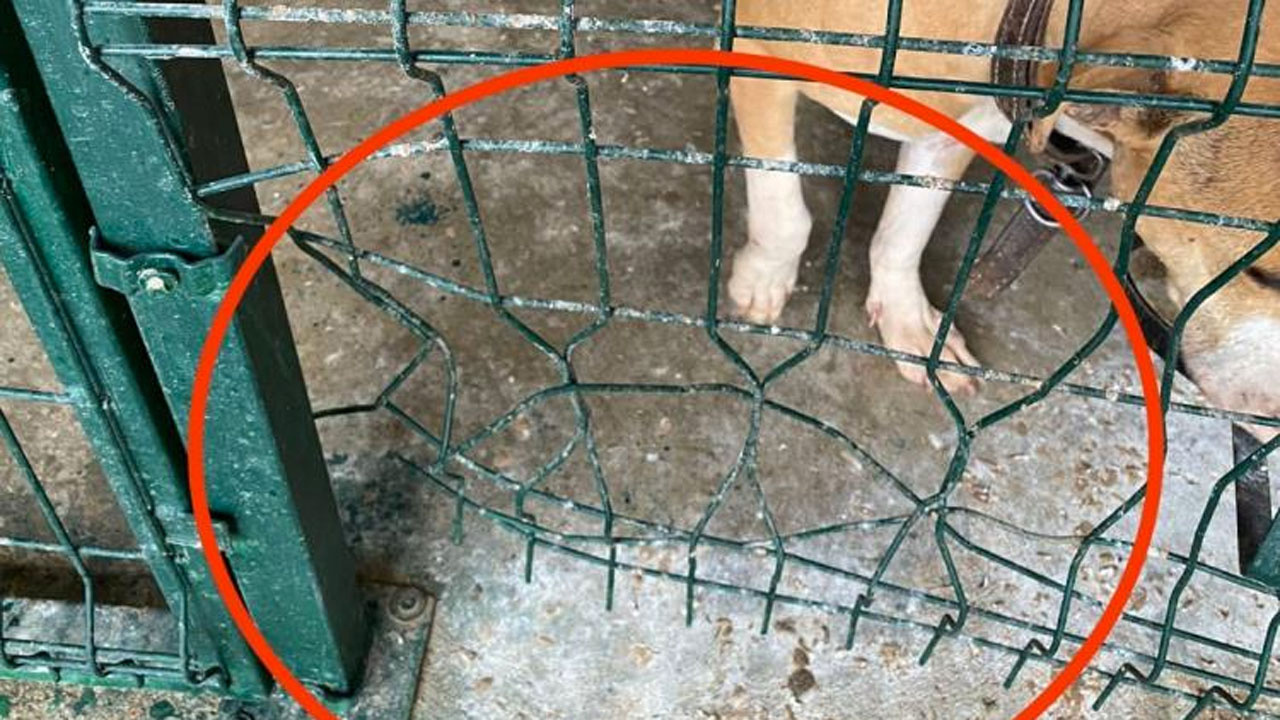 Adıyaman'da kafesi parçalayan pitbull boğarak öldürdü