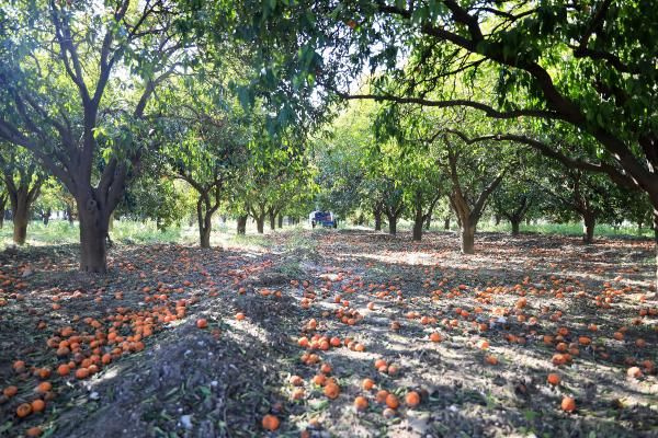 Antalya'da dalındaki portakalı soğuk vurdu! Dökülen ürünler çürüdü üretici zararda