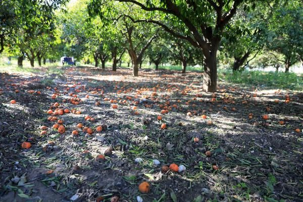 Antalya'da dalındaki portakalı soğuk vurdu! Dökülen ürünler çürüdü üretici zararda