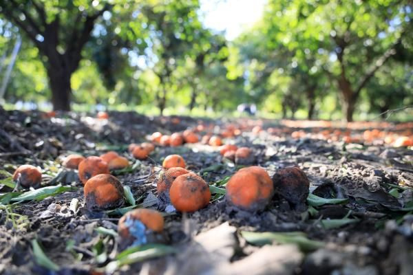 Antalya'da dalındaki portakalı soğuk vurdu! Dökülen ürünler çürüdü üretici zararda