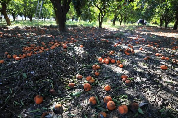 Antalya'da dalındaki portakalı soğuk vurdu! Dökülen ürünler çürüdü üretici zararda