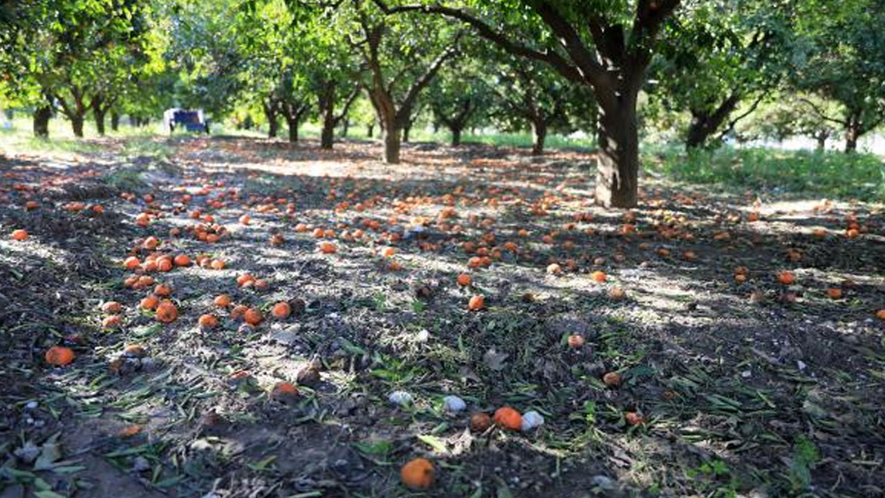Antalya'da dalındaki portakalı soğuk vurdu! Dökülen ürünler çürüdü üretici zararda