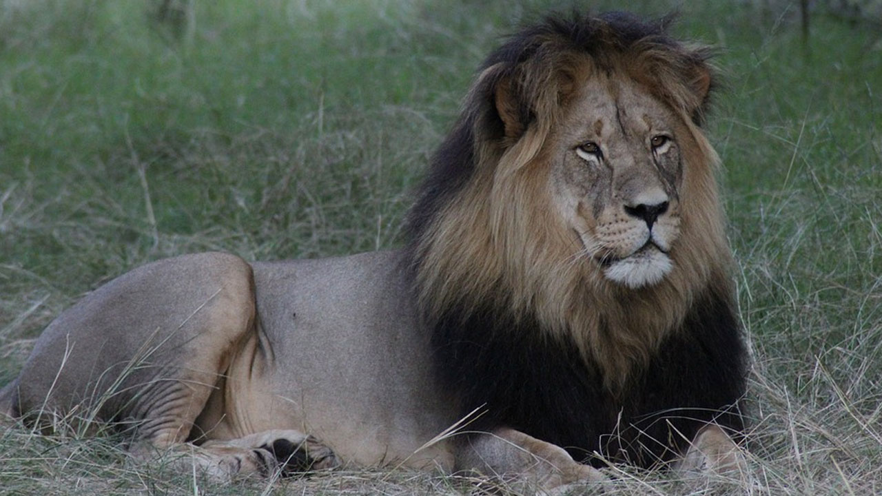 İran'da kafesinden kaçan aslan bakıcısını öldürdü