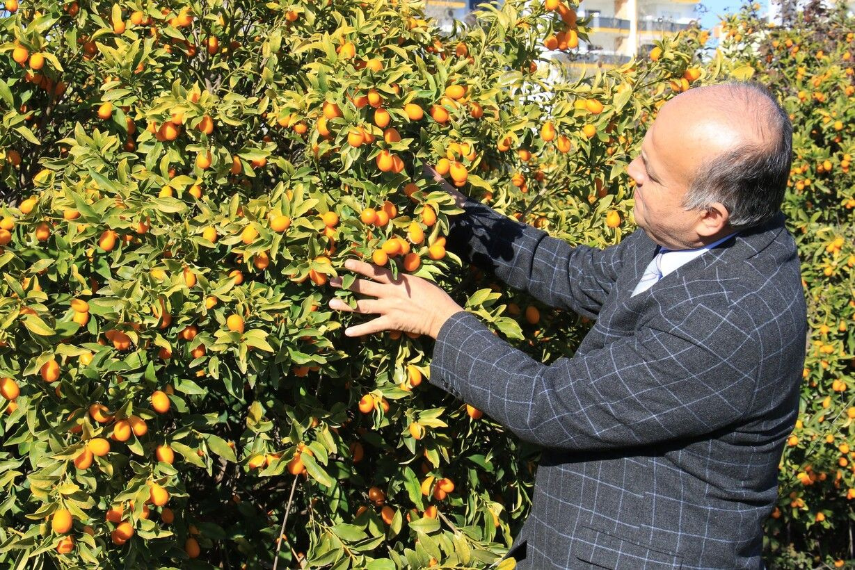 Kilosu 25 TL'ye satılıyor! İtalya'dan sipariş yağdı: Mersin'de iki türü geliştirildi kabuklu tüketiliyor