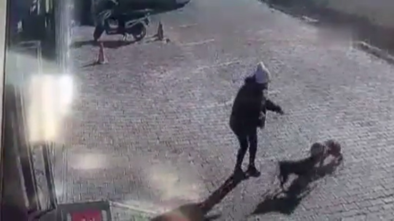 Antalya'da yasaklı cins sokak köpeği genç kadın ve köpeğine dehşeti yaşattı