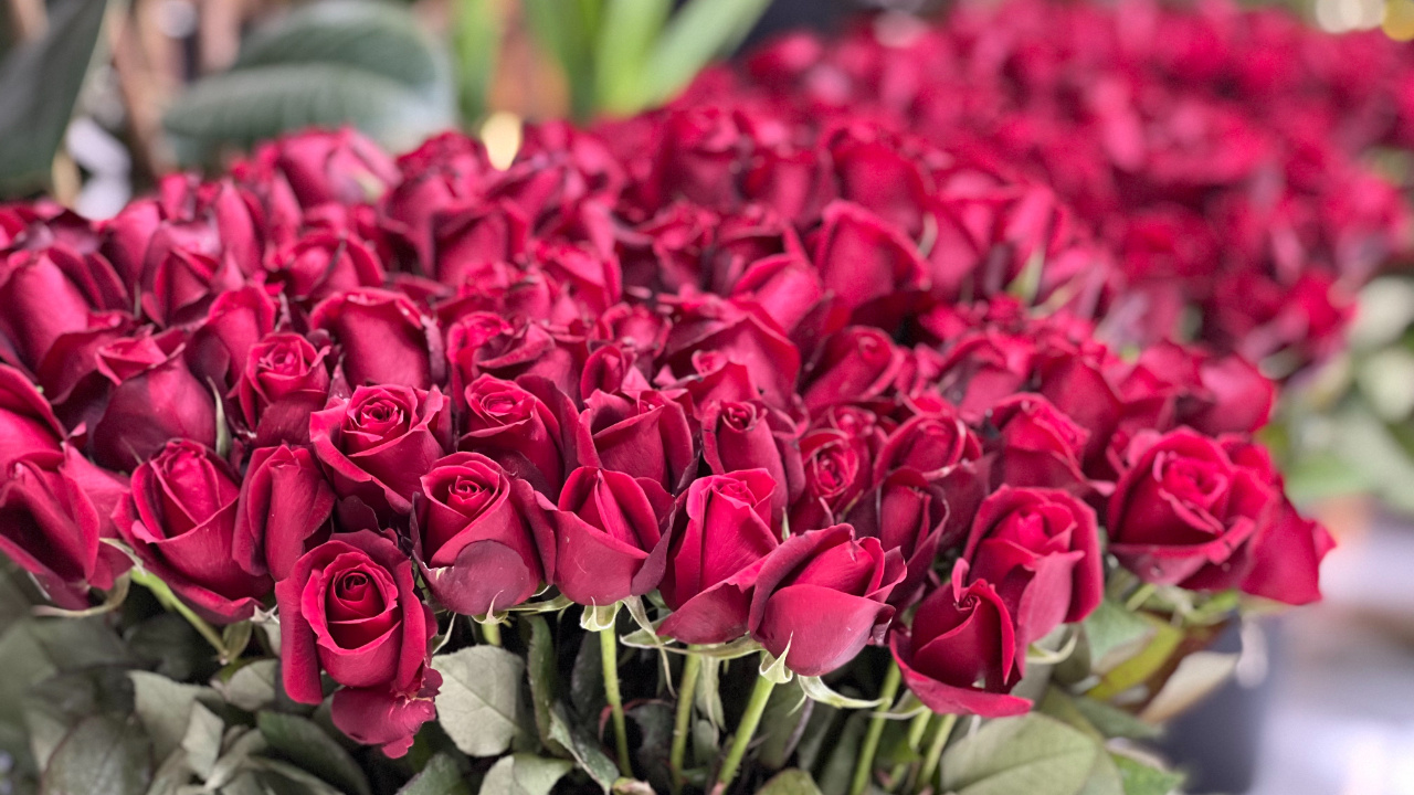 14 Şubat'ta bir gülün fiyatı cep yakacak! Çiçekçiler Sevgililer Günü'ne hazırlanıyor