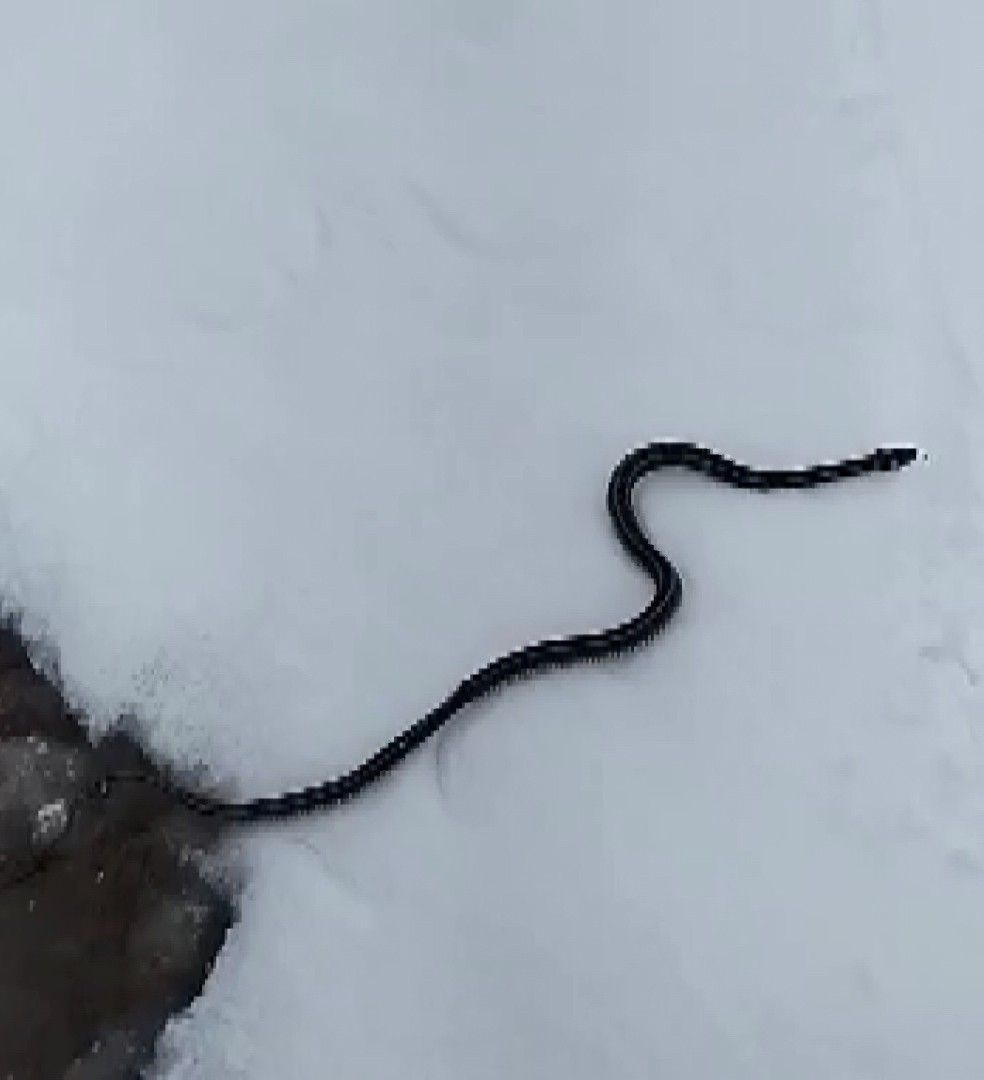 Muş'ta kar üzerinde görüntülenen yılan bilim dünyasını şaşırttı! Nedeni küresel ısınma mı?