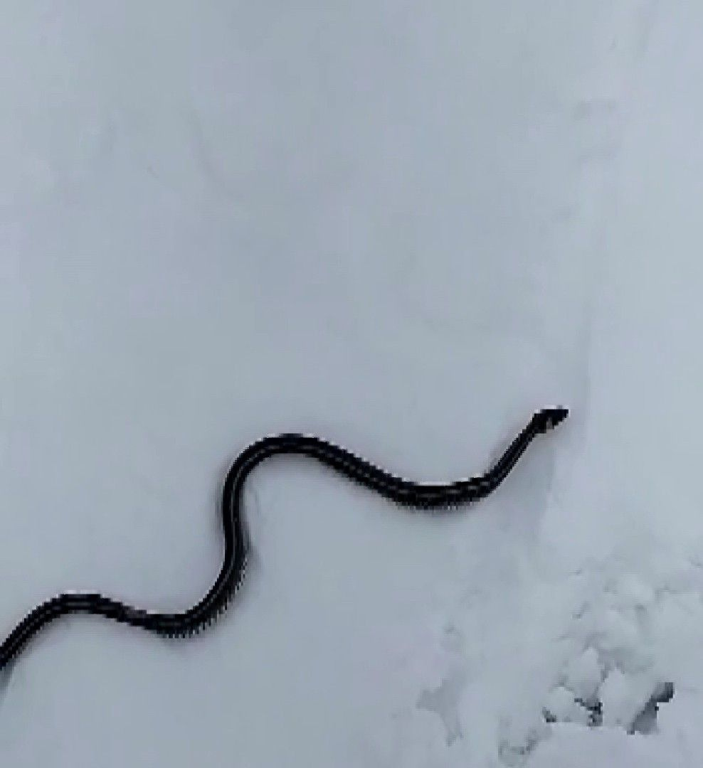 Muş'ta kar üzerinde görüntülenen yılan bilim dünyasını şaşırttı! Nedeni küresel ısınma mı?