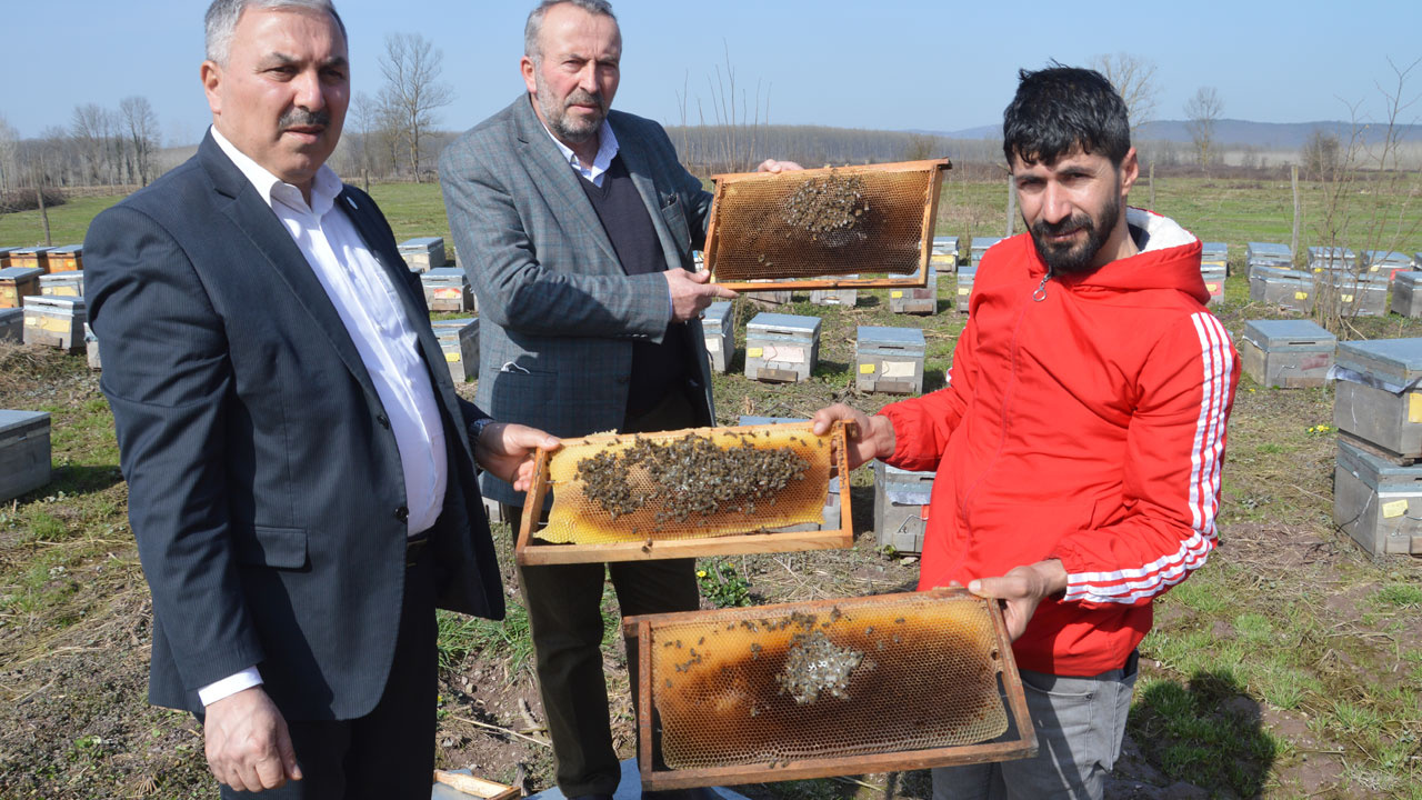Sakarya'da arı üreticileri şokta! 40 bin arı telef oldu