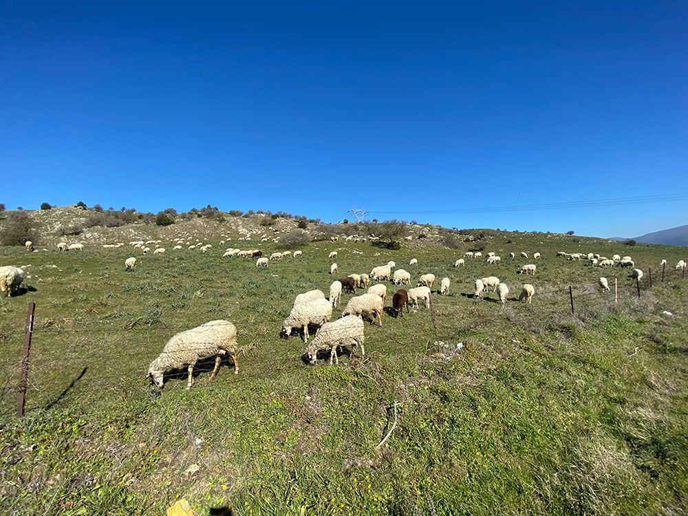Çobanlık deyip geçmeyin! Koyun güderek 1000 dönüm arazi satın aldı