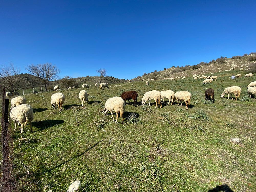 Çobanlık deyip geçmeyin! Koyun güderek 1000 dönüm arazi satın aldı