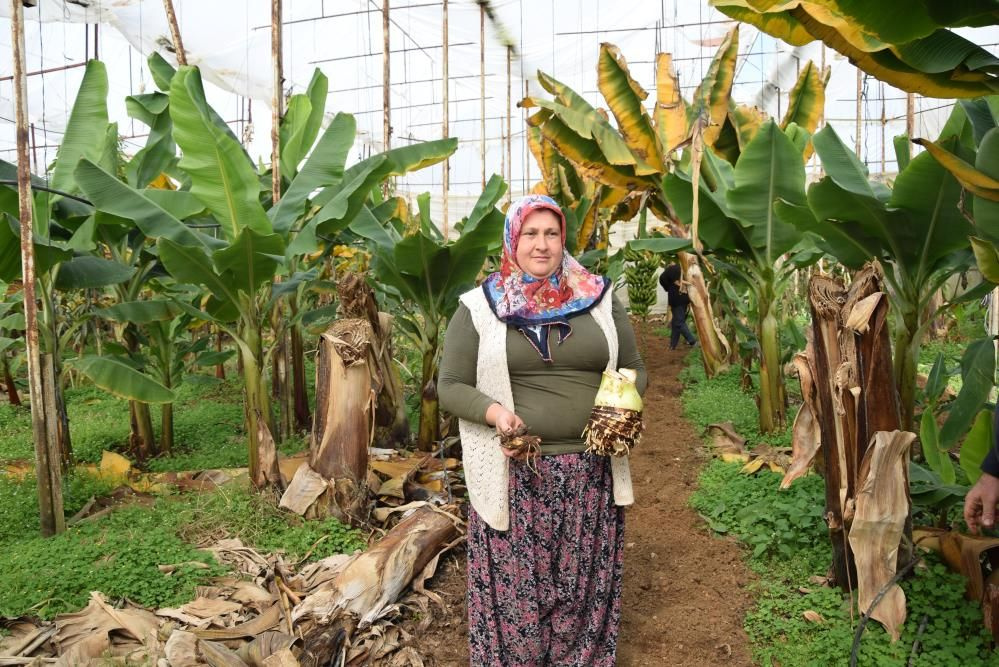 Kilosu 10 TL! Deneme amaçlı Antalya'da başladı ticaretini yapacak: 12 ay hasat edilebiliyor