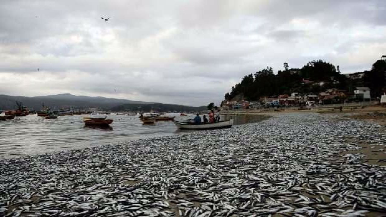 Korkutan görüntü! Cumartesiden bugüne binlerce ölü balık sahile vurdu