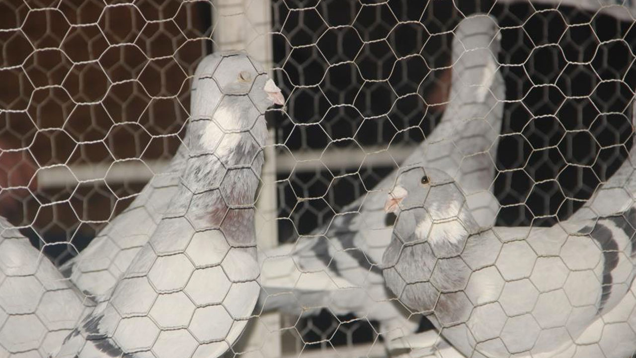 Dünyanın 8 ülkesinden güvercinler Şanlıurfa'da! Fiyatını duyanlar inanamadı
