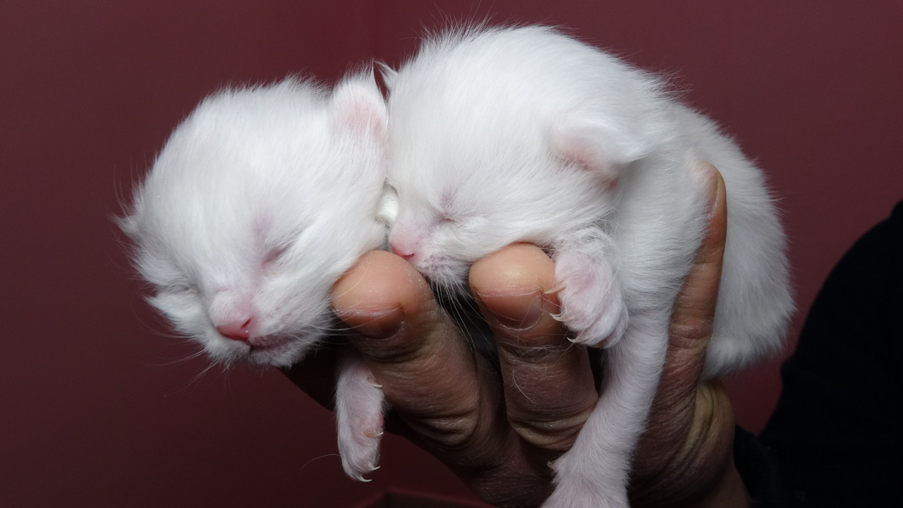 2022 yılının ilk Van kedileri dünyaya geldi! Doğumlar erken oldu, 25 anne doğum yapacak