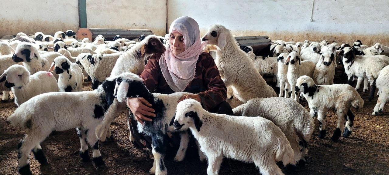 Devletten destek alıp köye yerleşen 3 çocuk annesi kadının şimdi 300 koyunu ve koskoca bir çiftliği var