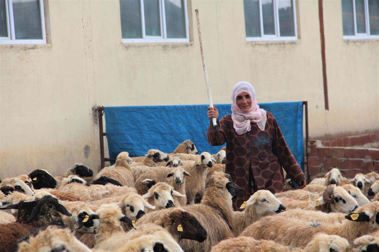 Devletten destek alıp köye yerleşen 3 çocuk annesi kadının şimdi 300 koyunu ve koskoca bir çiftliği var