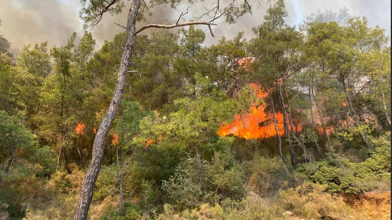 Fethiye'de orman yangını paniği Kabus geri döndü Yerleşim yerlerine yaklaştı