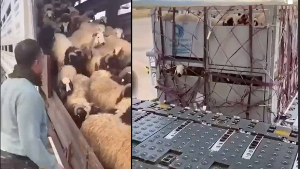 CHP'den küçük baş hayvanlar uçak ve gemilerle Katar'a gönderiliyor iddiası