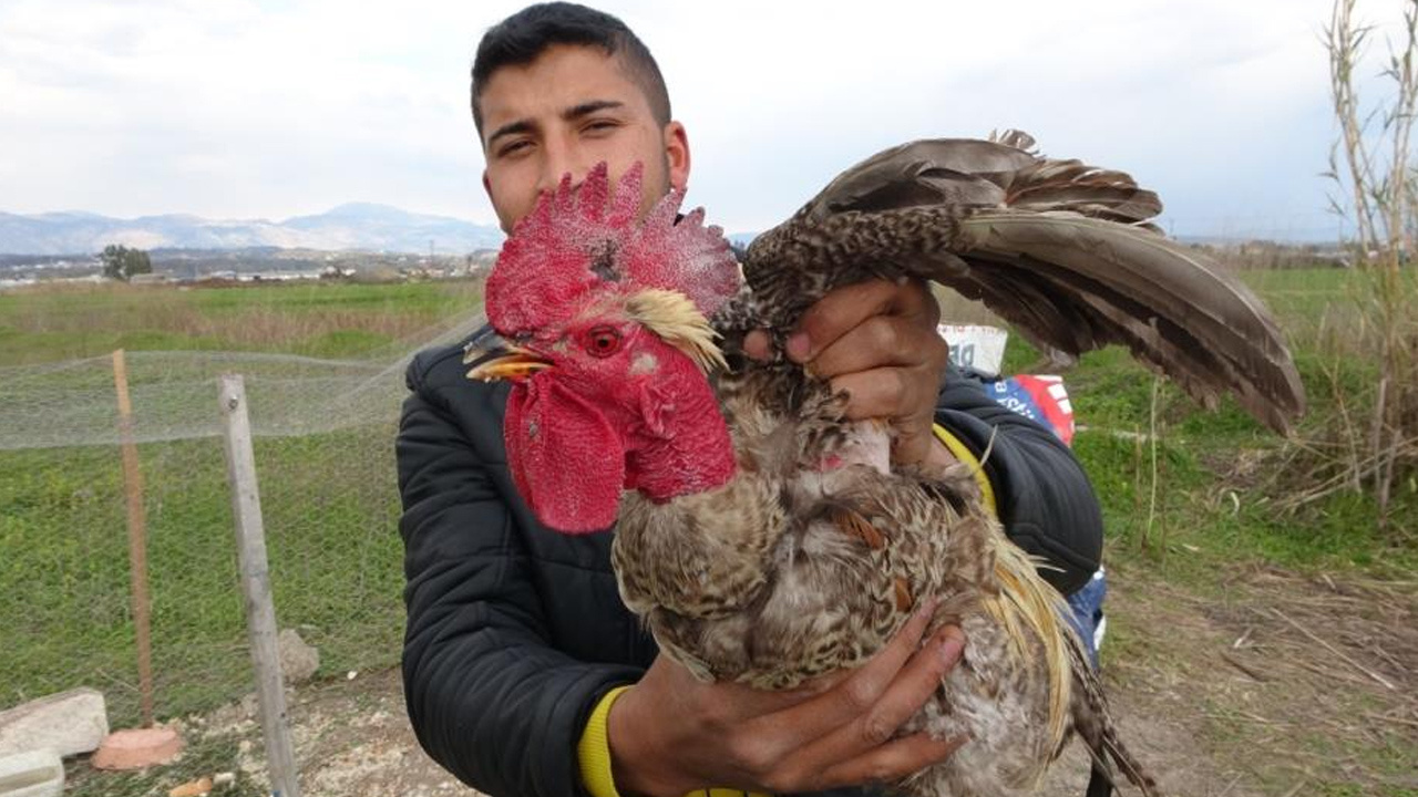 Böylesi görülmedi! Keseceği horoz öyle bir şey dedi ki kesmekten vazgeçti: Bıçağı dayayınca...