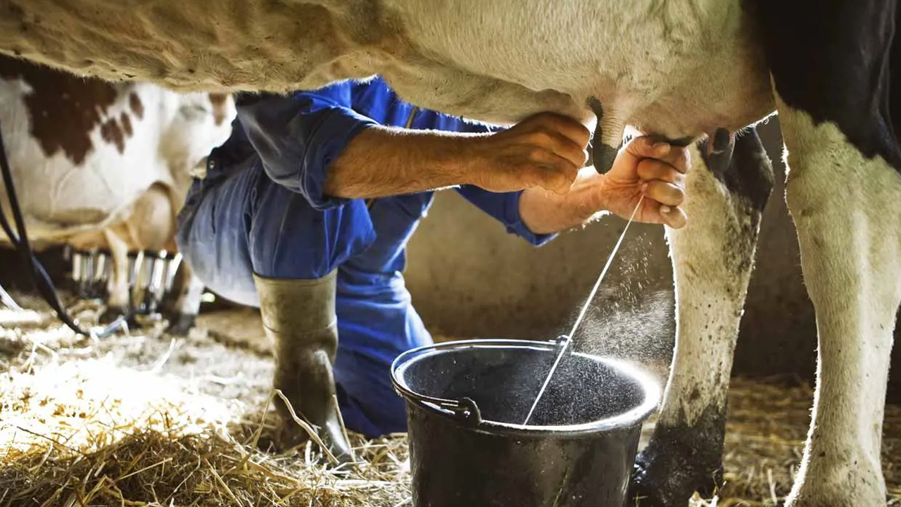Süt inekleri kesiliyor et, kıyma, süt, peynir, kaşar en az yüzde 30 zamlanacak