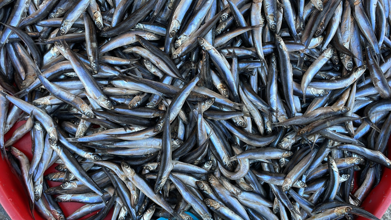 Karadeniz'de mayın alarmı balık fiyatlarını vuracak: Çok zorlaşacak, hayat zorlaşacak