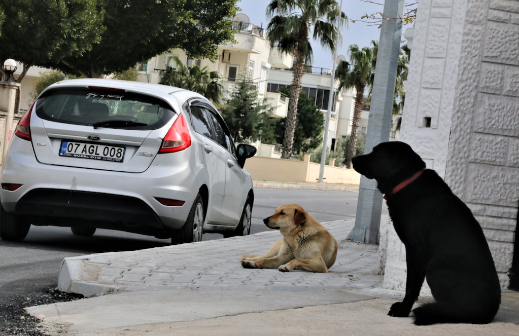 Mahra'nın ölümüne sebep olan köpekler hala korku saçıyor: Aynı olay bir kez daha oluyordu!
