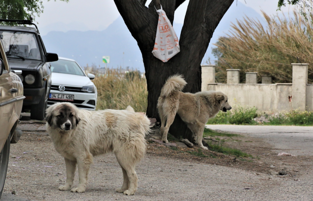Mahra'nın ölümüne sebep olan köpekler hala korku saçıyor: Aynı olay bir kez daha oluyordu!
