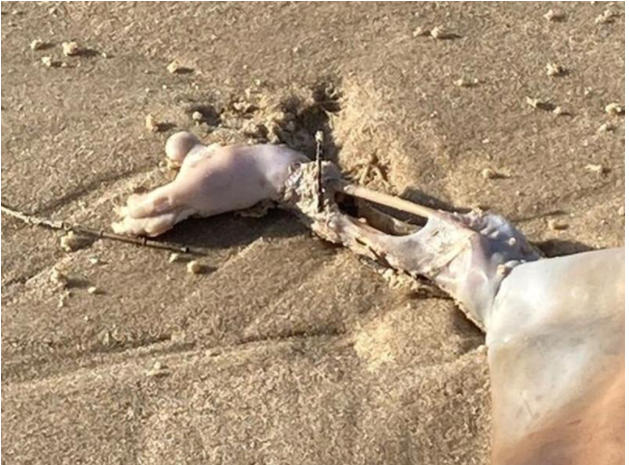 Gizemli yaratık panik yarattı! Avustralya sahilinde tuhaf şey: Uzaylı...