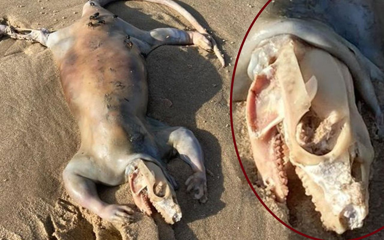Gizemli yaratık panik yarattı! Avustralya sahilinde tuhaf şey: Uzaylı...