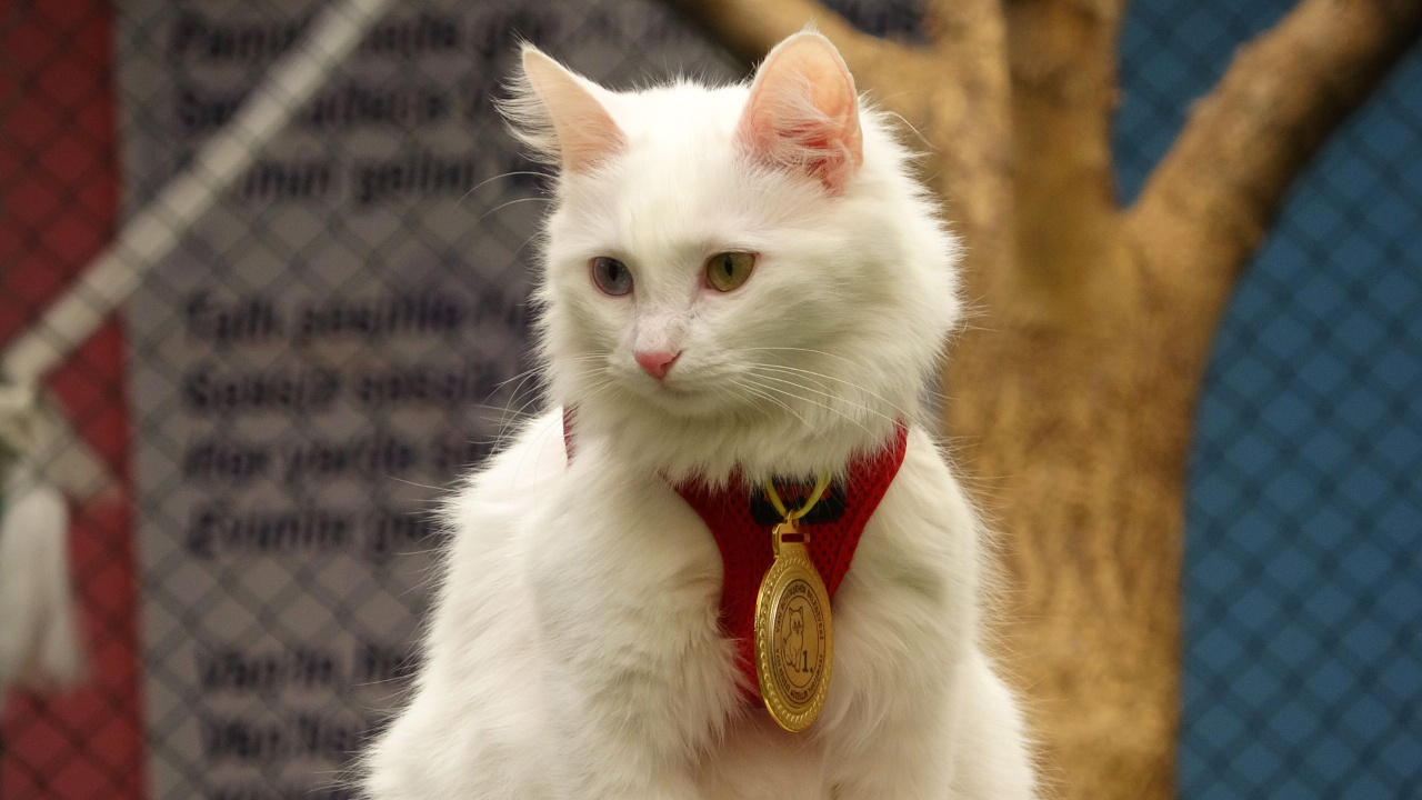 Van kedisi jüriden tam puan alıp birinci oldu! Altın madalya kazandı: Ünü dünyaya yayıldı