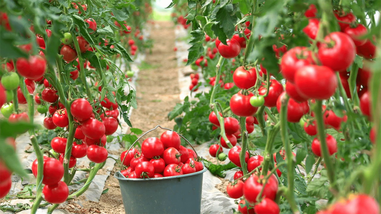 1 kilo domatesten kim ne kadar para kazanıyor? Tarlada 10 lira iken markette nasıl 25 lira oluyor?