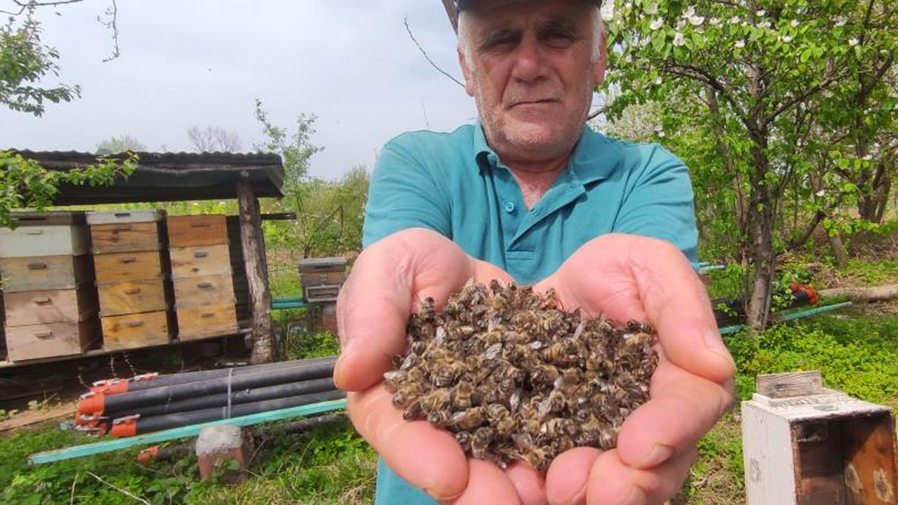 Bursa'da tarım ilaçları sıkılan meyvelere konan yüzlerce kovan arı telef oldu