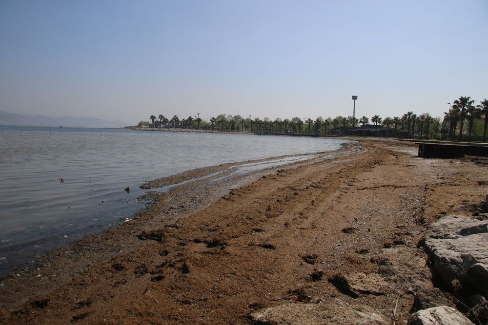 Kocaeli'de sahili gübre bastı bırakın insanı martı bile uğramıyor