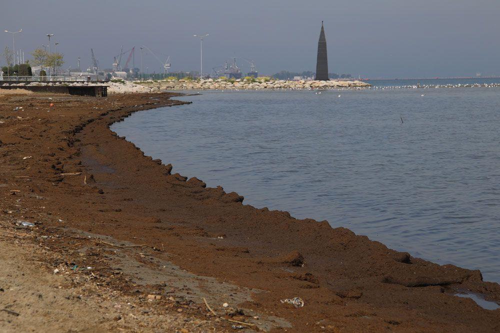 Kocaeli'de sahili gübre bastı bırakın insanı martı bile uğramıyor