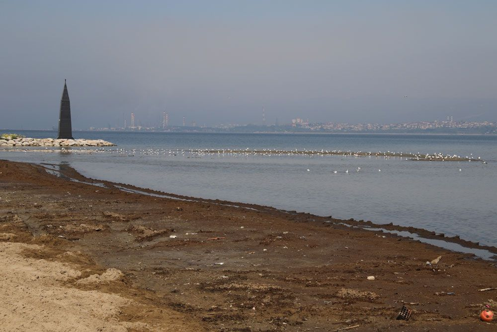 Kocaeli'de sahili gübre bastı bırakın insanı martı bile uğramıyor