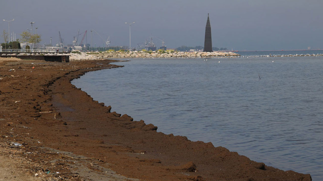 Kocaeli'de sahili gübre bastı bırakın insanı martı bile uğramıyor