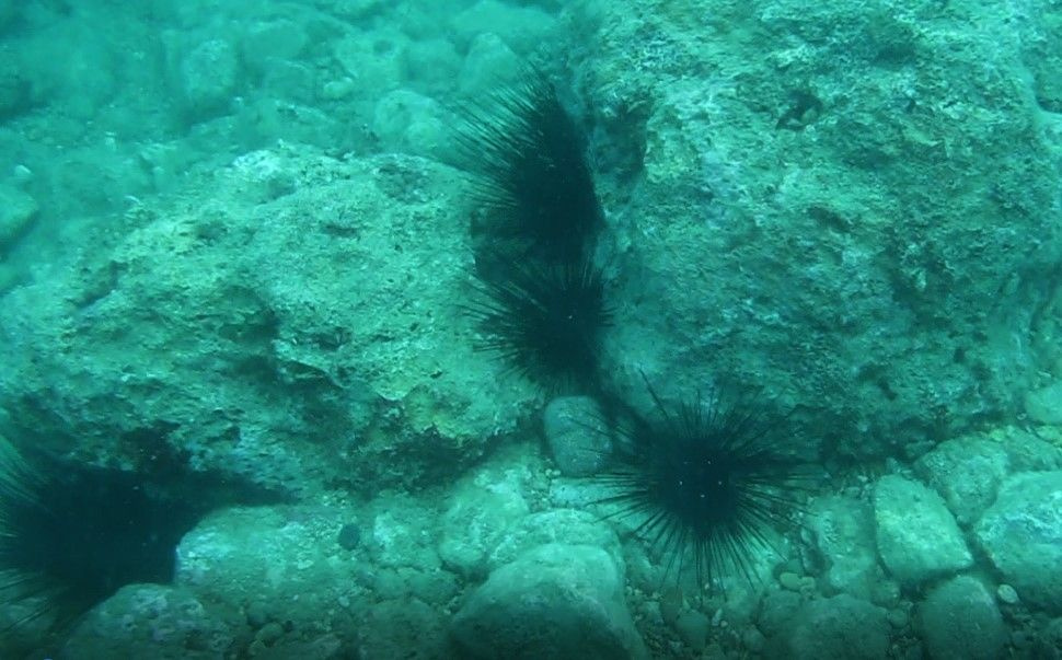 Antalya'nın dünyaca ünlü sahilinde deniz kestaneleri koloni olarak görüntülendi