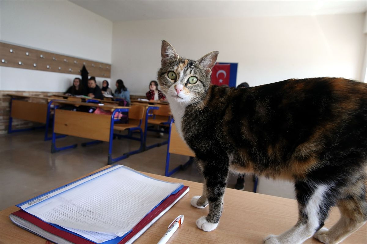 'Turşu' isimli kedi derslere giriyor lise öğrencilerinin yeni okul arkadaşı oldu