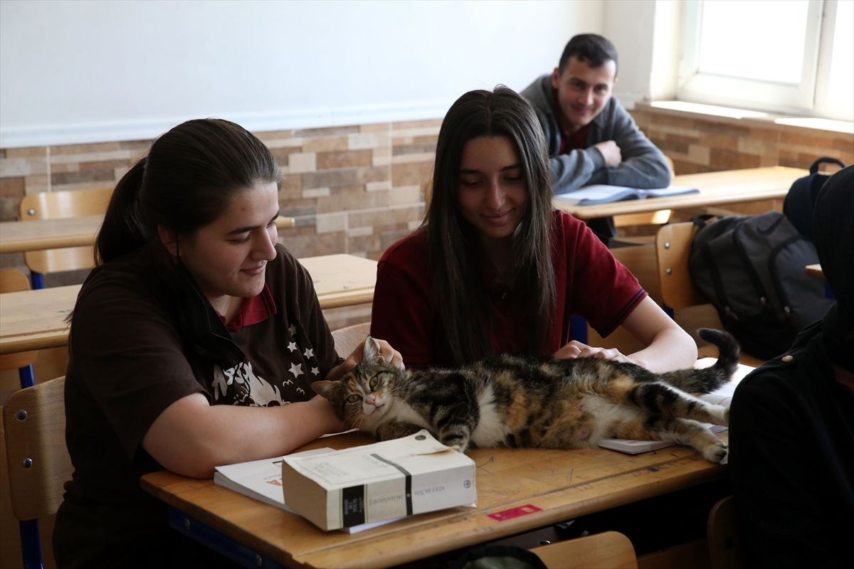'Turşu' isimli kedi derslere giriyor lise öğrencilerinin yeni okul arkadaşı oldu