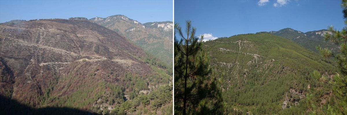 Yanan ormanların önceki ve şimdiki hali tek tek yayınlandı