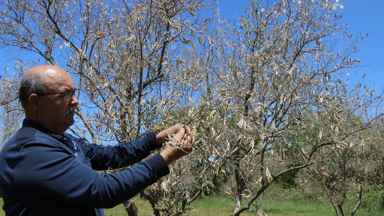 Zeytin ağaçlarında korkutan gelişme zeytinciliğe darbe olur