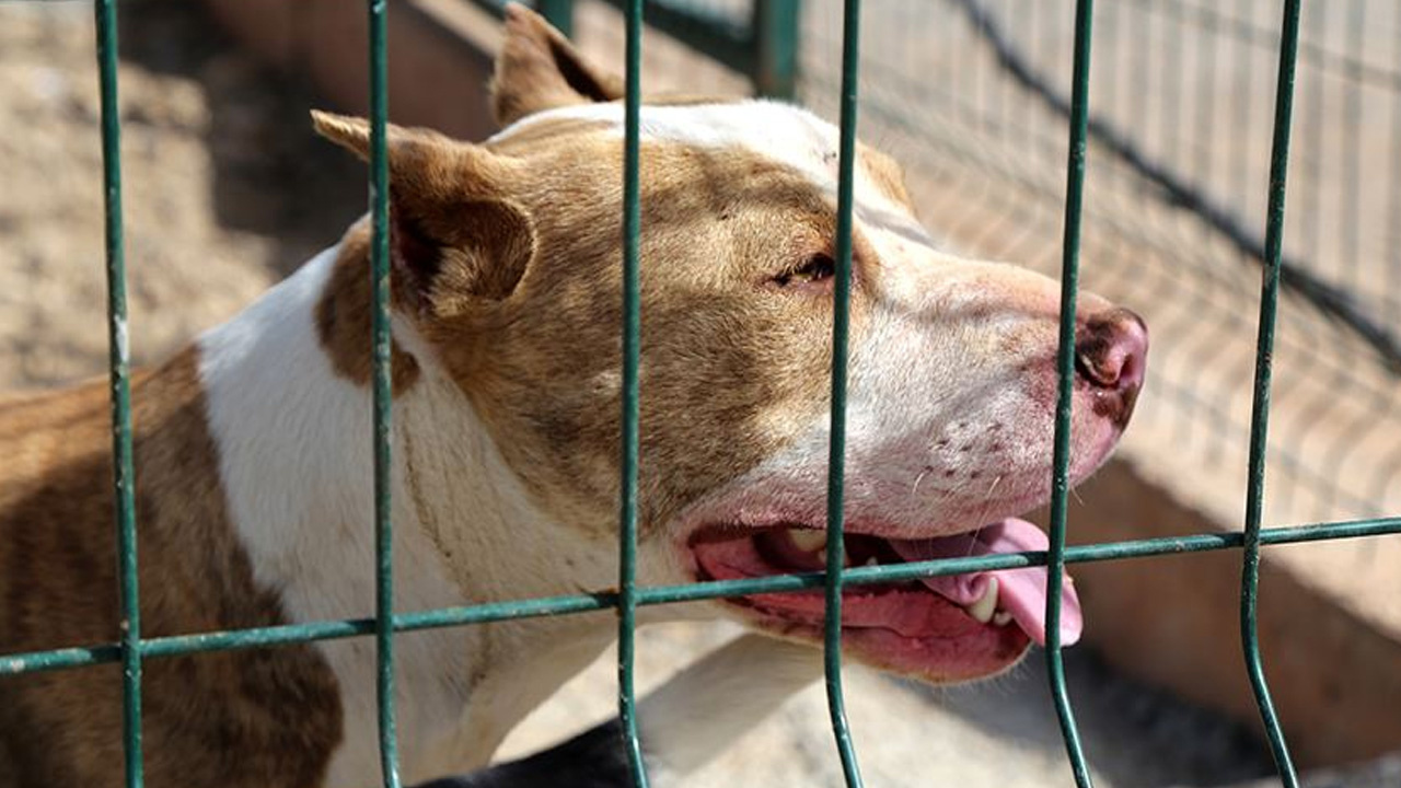 Savcılık dört kişiyi yaralayan pitbull cinsi köpeği silah saydı! Sahibi için flaş karar