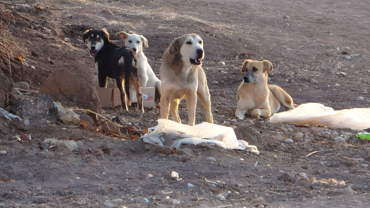 İngiltere uyardı: Türkiye'de sokak köpeklerinden kendinizi koruyun