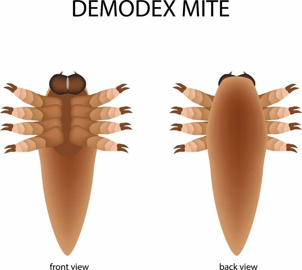 Demodex nedir? İnsan yüzünde milyonlarcası yaşıyor